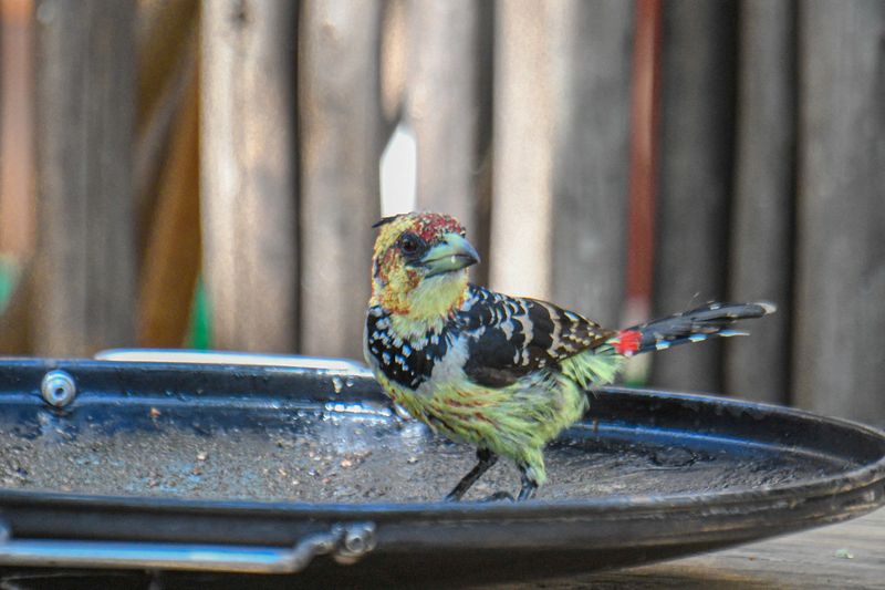Crested Barbet 
