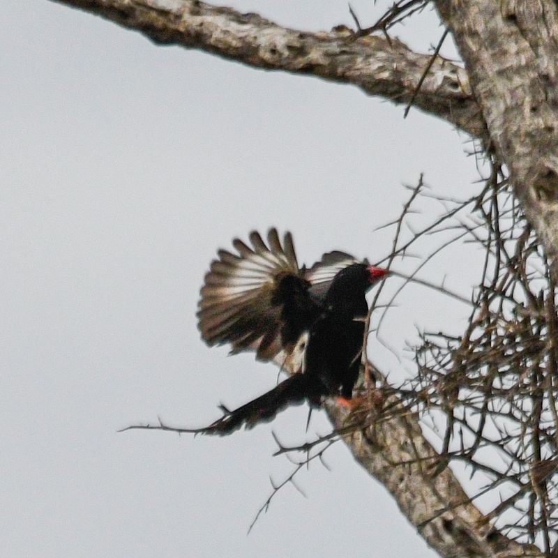 Red-billed Buffalo-Weaver