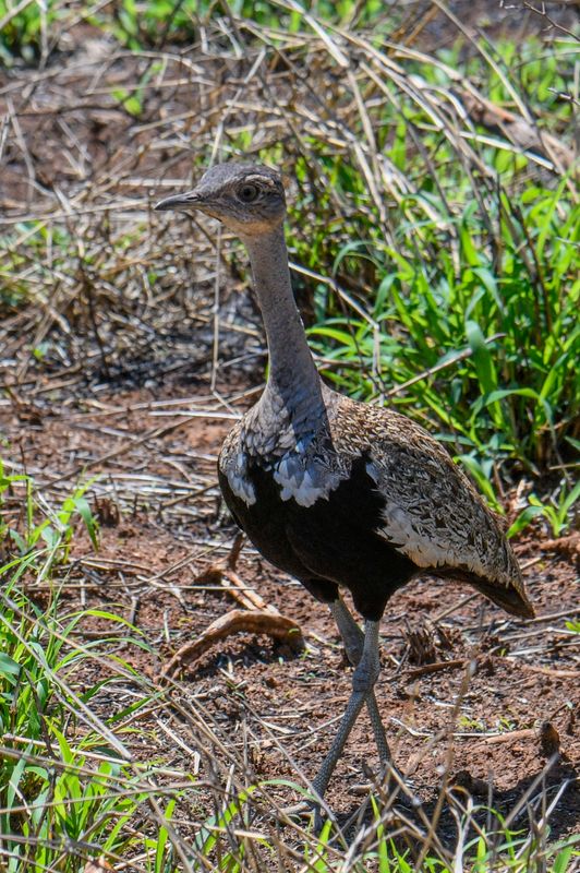 Red-crested Bustard