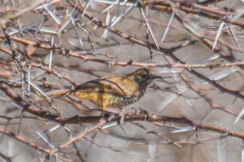 Barred Wren-Warbler