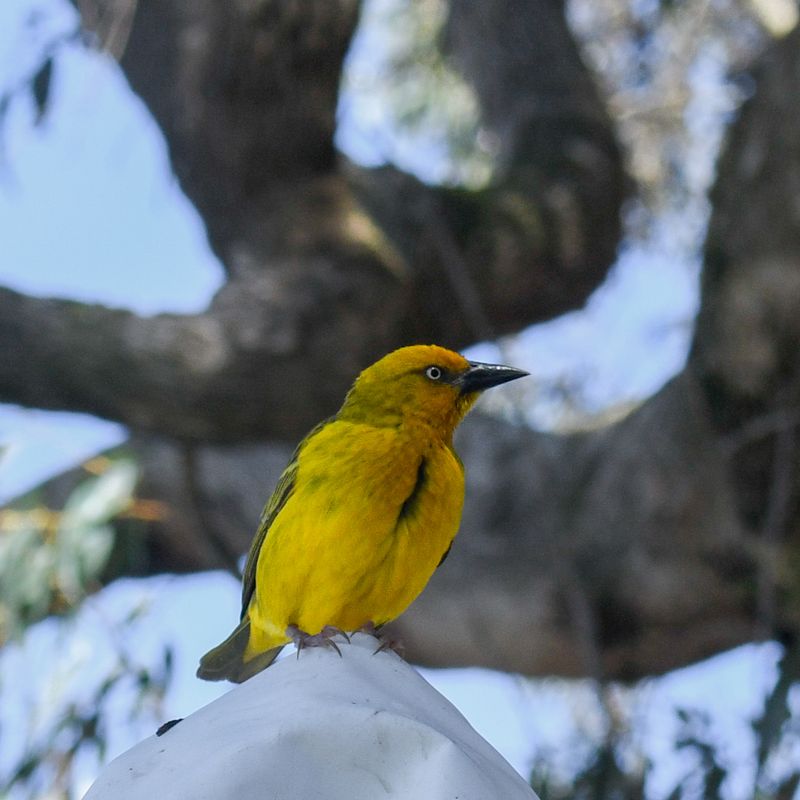 Cape Weaver 