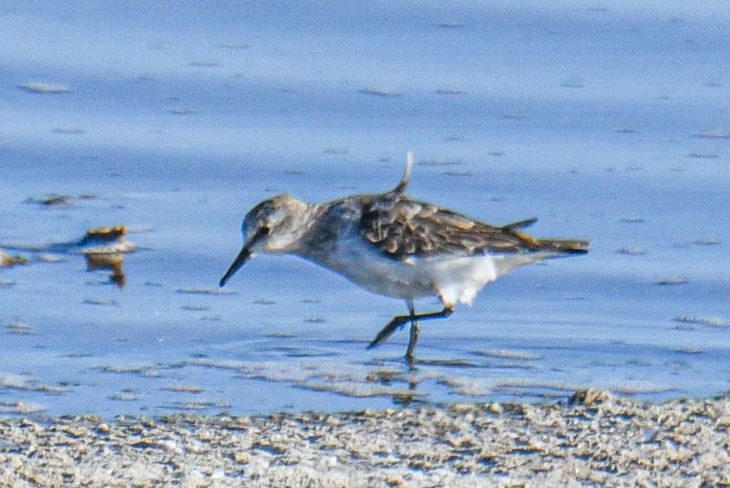 Little Stint