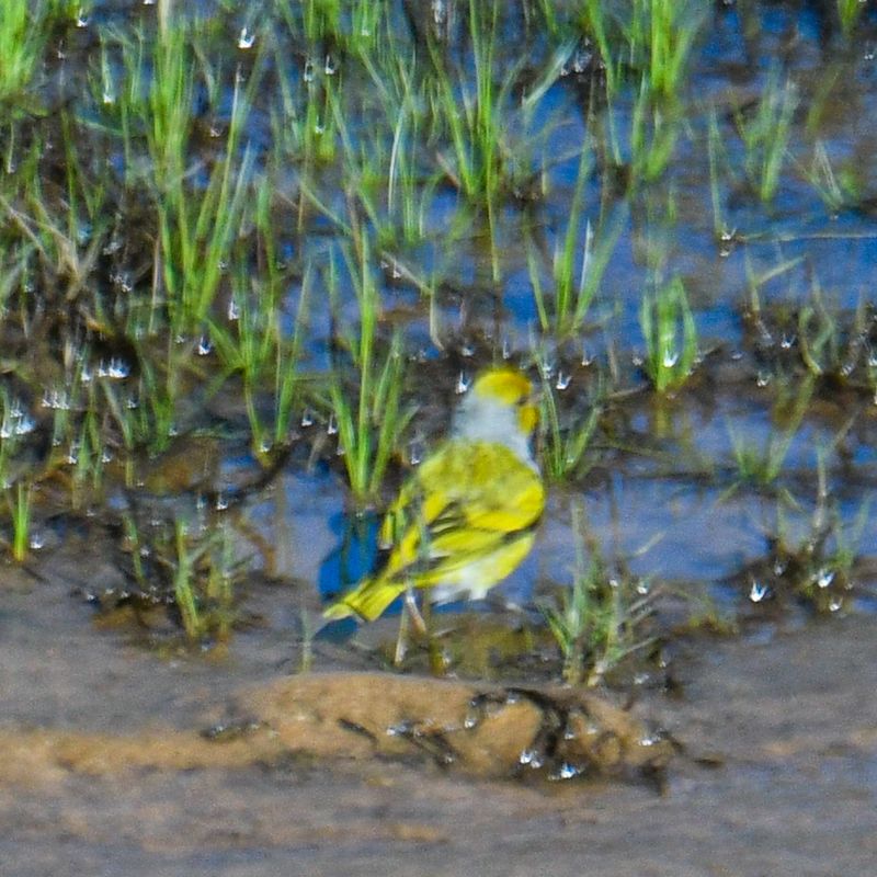 Cape Canary
