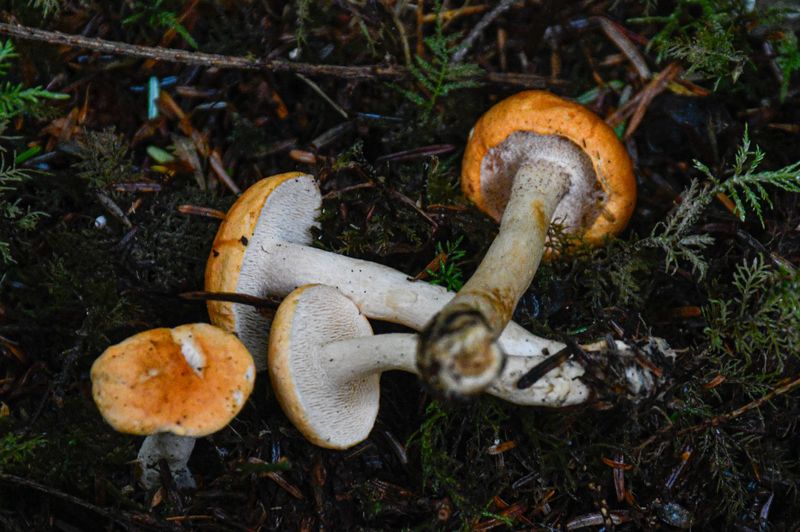 Hydnum umbilicatum