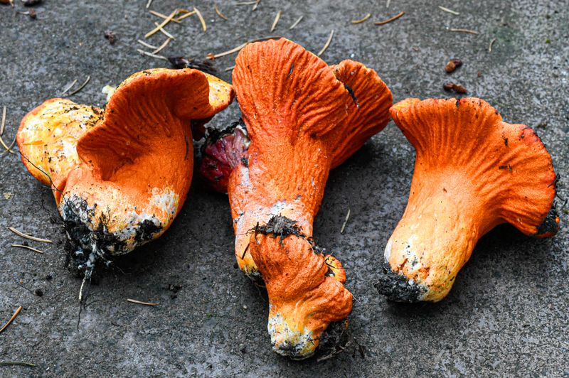 Hypomyces lactifluorum