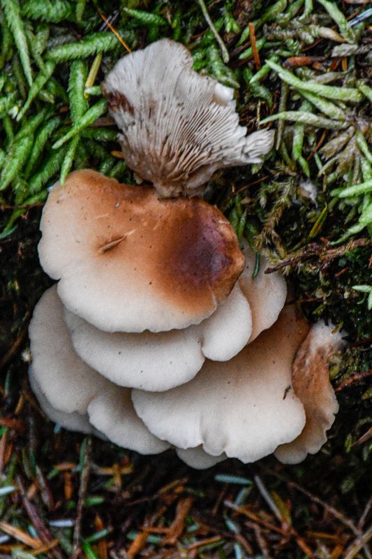 Crepidotus mollis