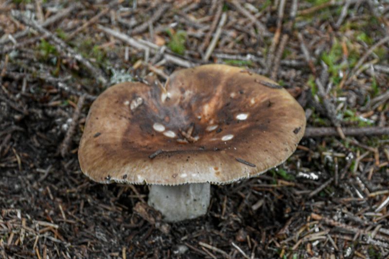 Russula brunneola