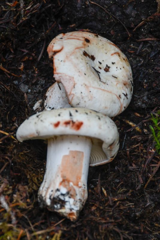 Russula nigricans
