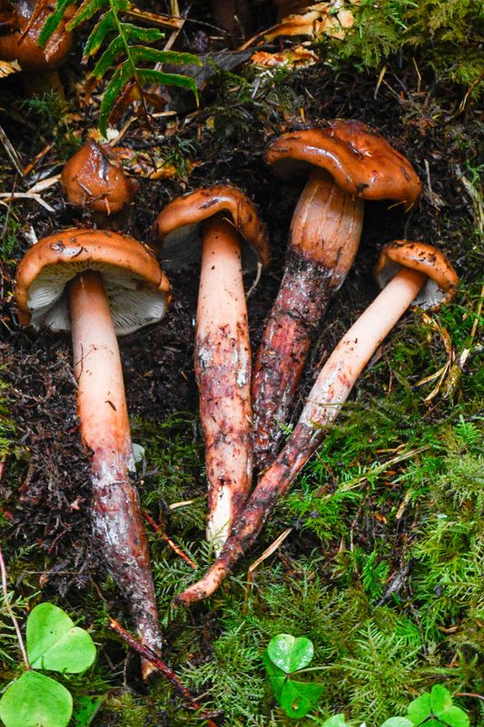 Phaeocollybia kaufmanii