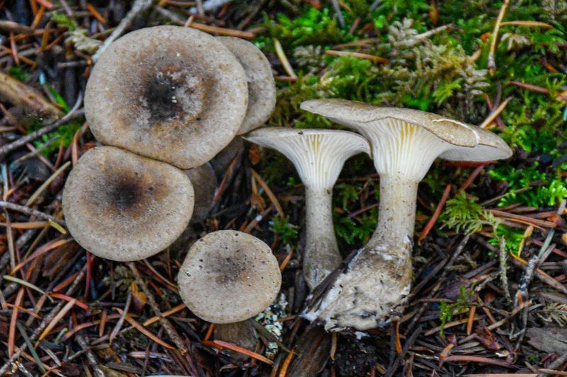 Ampulloclitocybe clavipes