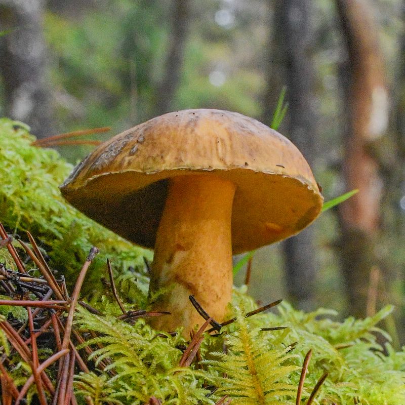 Suillus tomentosus