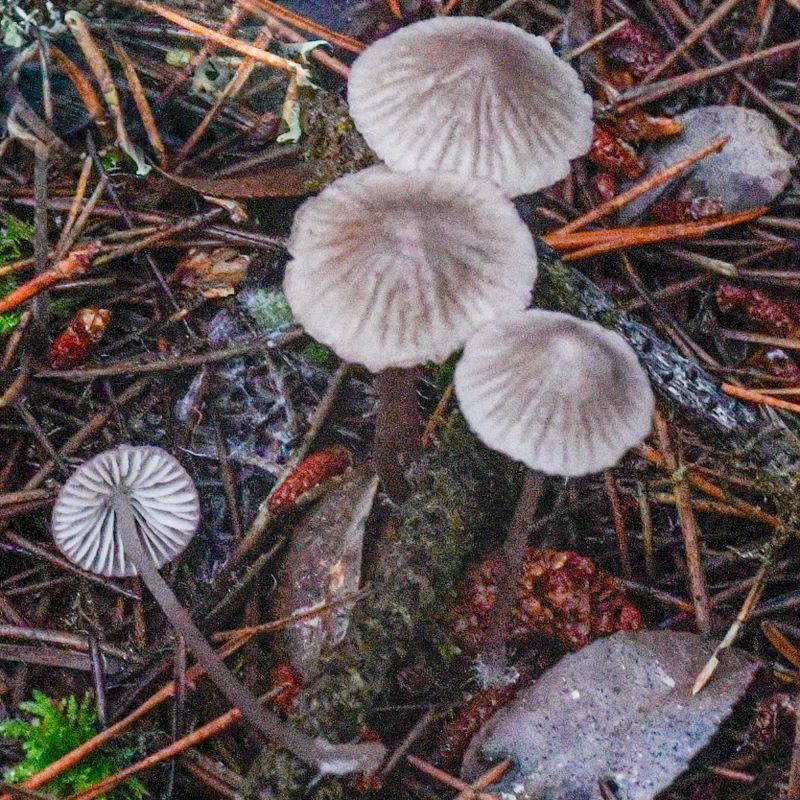 Mycena capillaripes