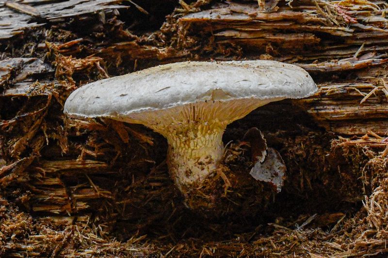 Neolentinus lepideus