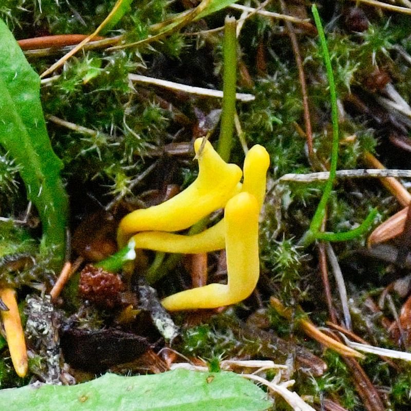 Neolecta vitellina