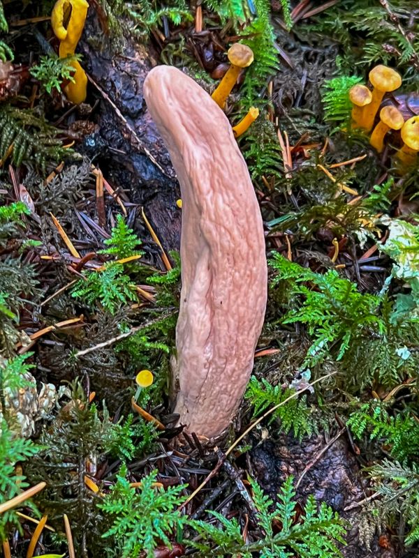 Clavariadelphus occidentalis