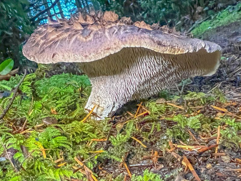 Sarcodon imbricatus