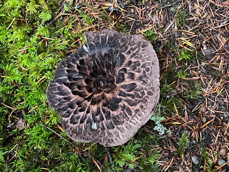 Sarcodon imbricatus