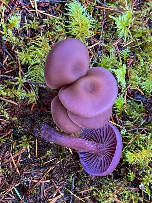 Laccaria amethystio-occidentalis
