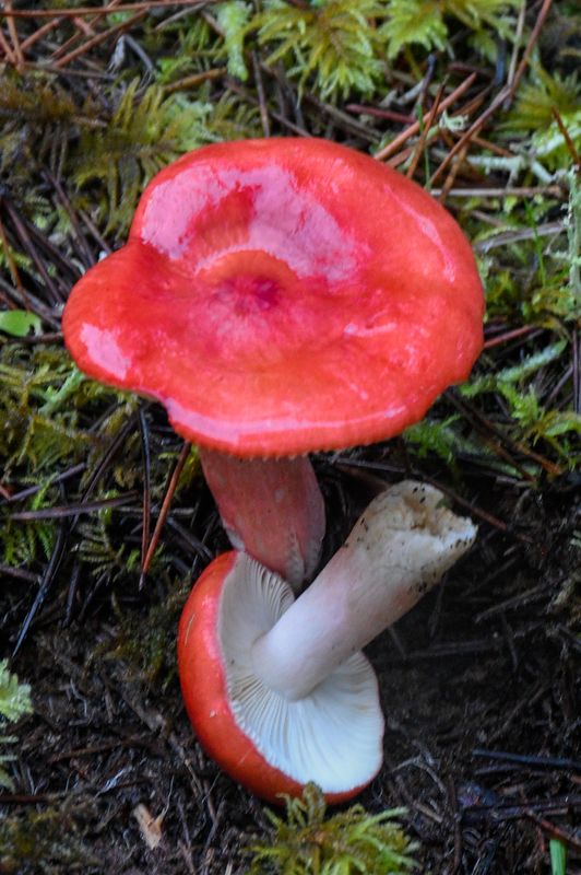 Russula rhodocephala