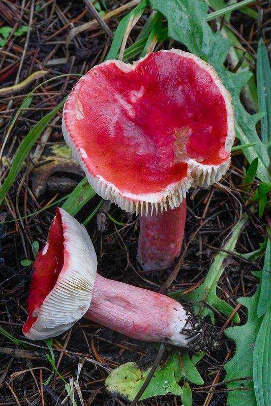 Russula rhodocephala