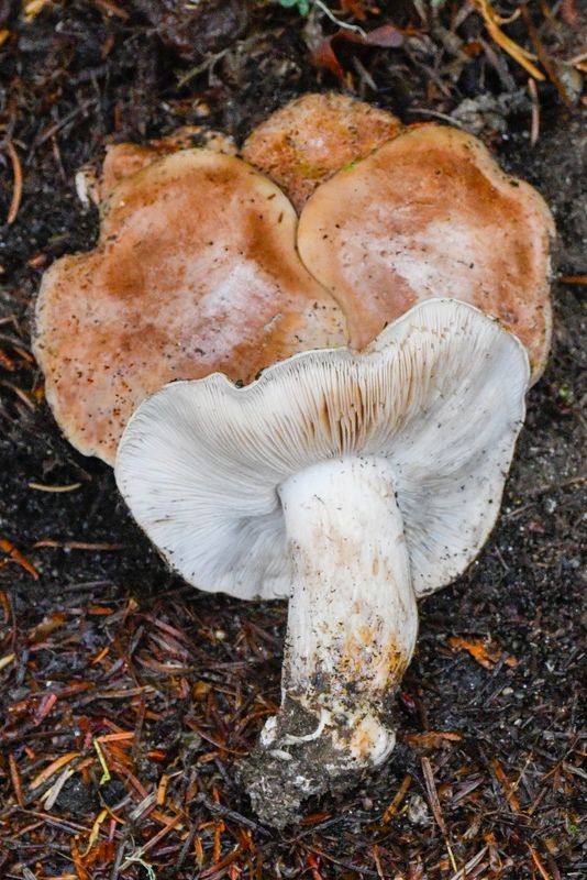 Tricholoma ammophilum