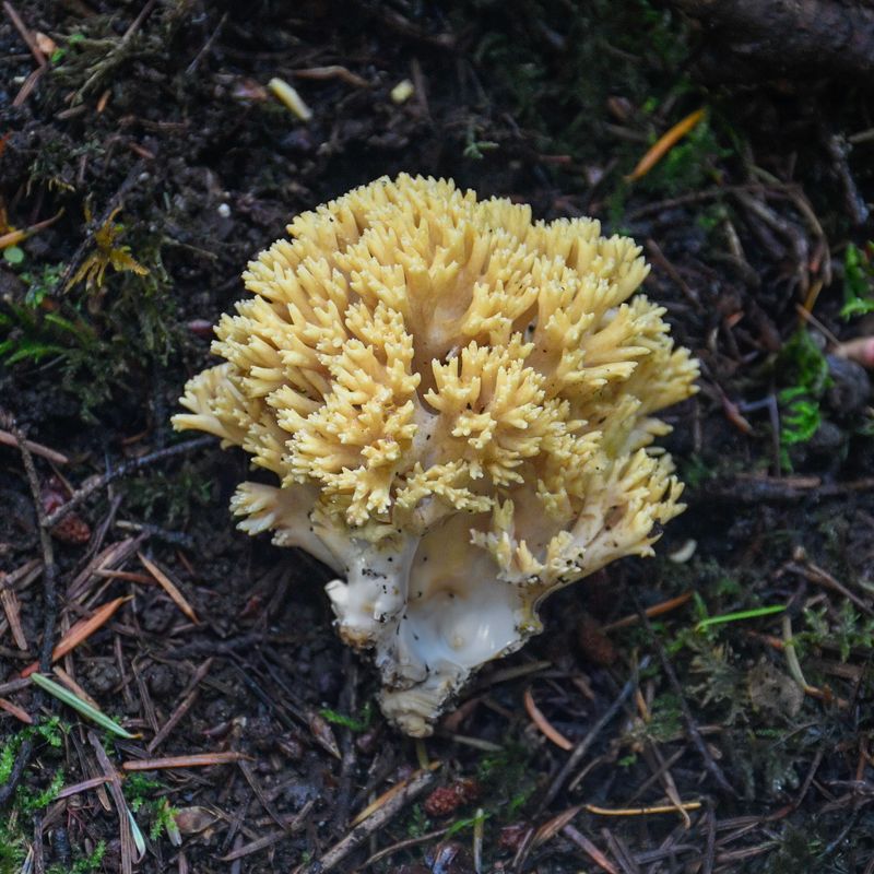 Ramaria cystidiophora