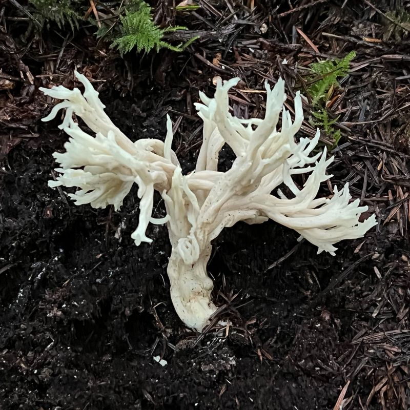 Clavulina rugosa