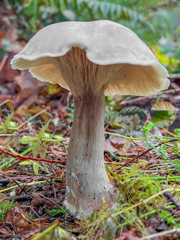 Clitocybe nebularis