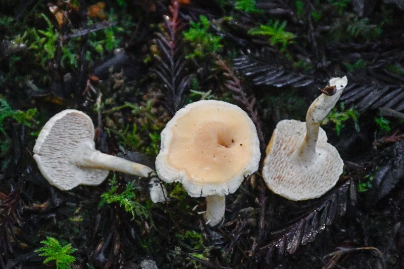 Hydnum umbilicatum