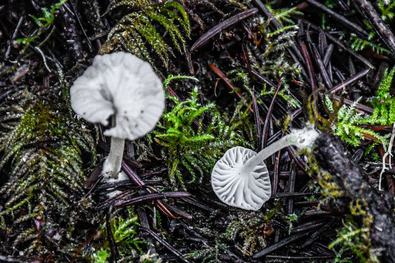 Marasmius calhouniae
