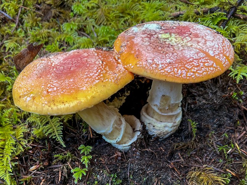 Amanita aprica