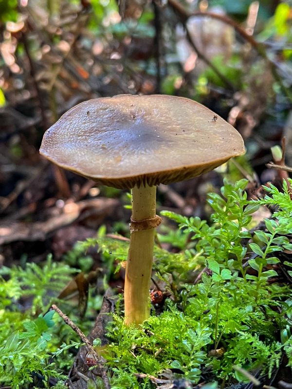 Cyclocybe erebia