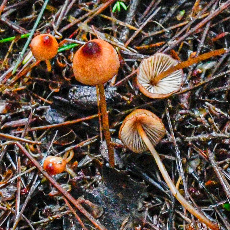 Mycena sanguinolenta