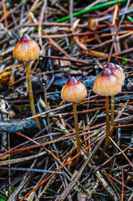 Mycena sanguinolenta