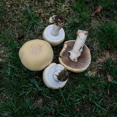 Agaricus fissuratus