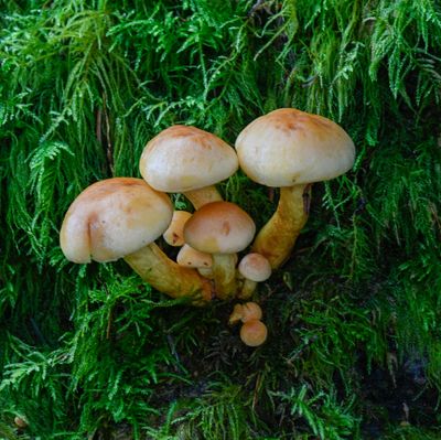 Hypholoma capnoides