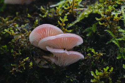 Scytinotus longinquus