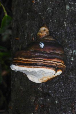 Fomes fomentarius