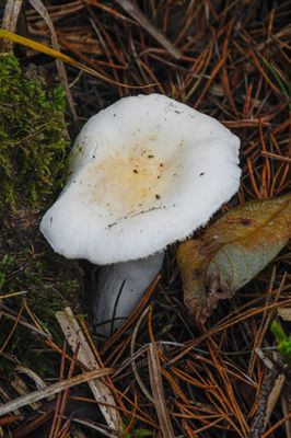 Russula cremoricolor