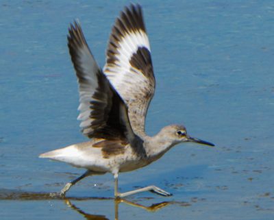 Willet