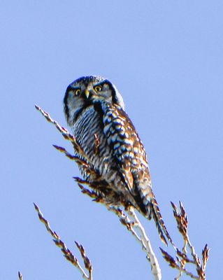 Northern Hawk Owl