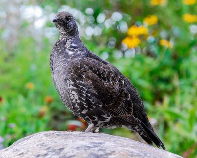 Dusky Grouse