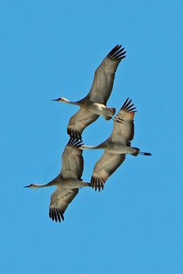 Sandhill Cranes