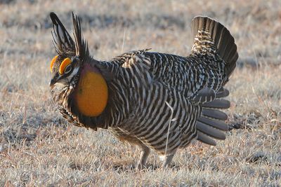 Greater Prairie Chicken