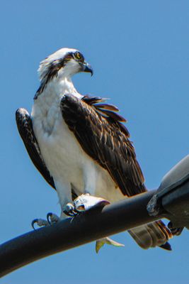 Osprey