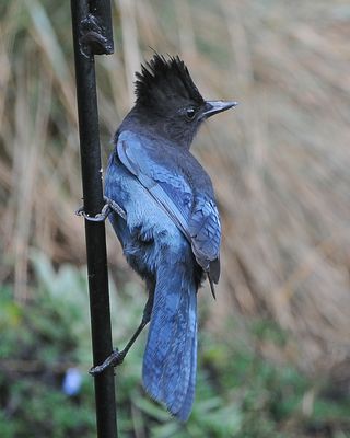 Steller's Jay