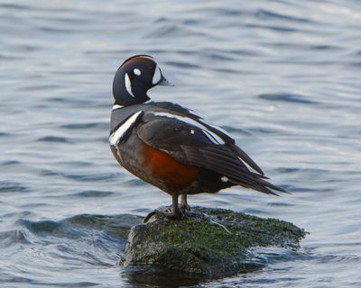 Harlequin Duck