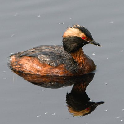 Horned Grebe