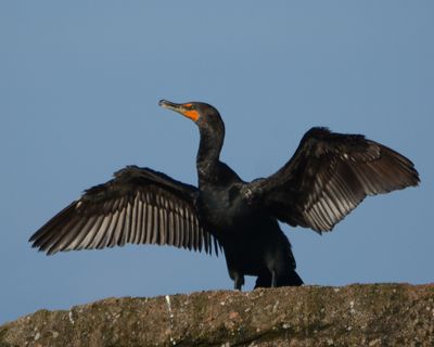 Double-crested Cormorant