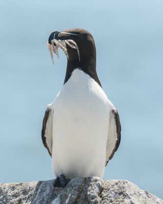 Razorbill